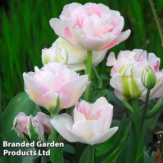 Tulip 'Pretty in Pink Collection'