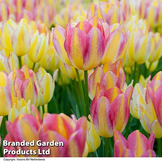 Tulip 'Colour Changing Collection'