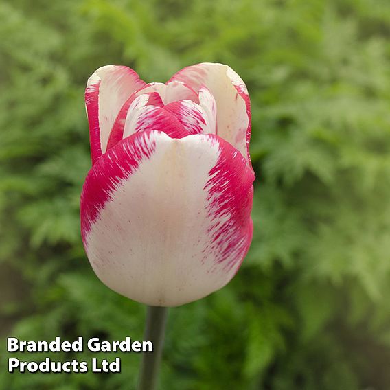 Tulip 'Colour Changing Collection'