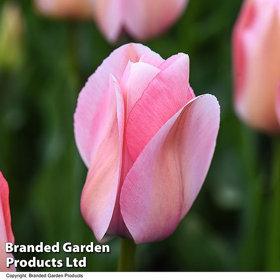 Tulip 'Bella Blush'