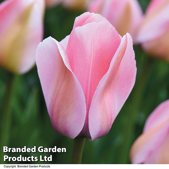 Tulip 'Bella Blush'