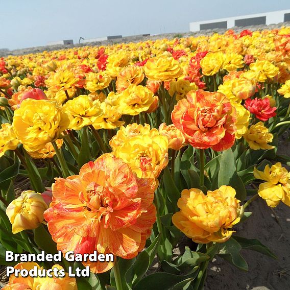 Tulip 'Big Giant'