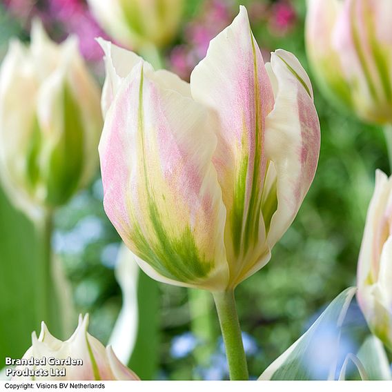 Tulip 'Artist Collection'