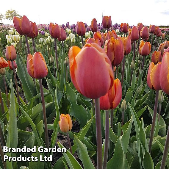 Tulip 'Bronze Perfection'