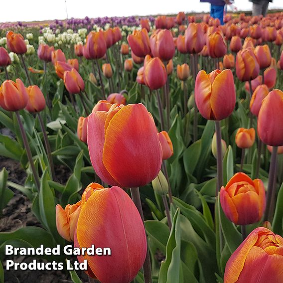 Tulip 'Bronze Perfection'