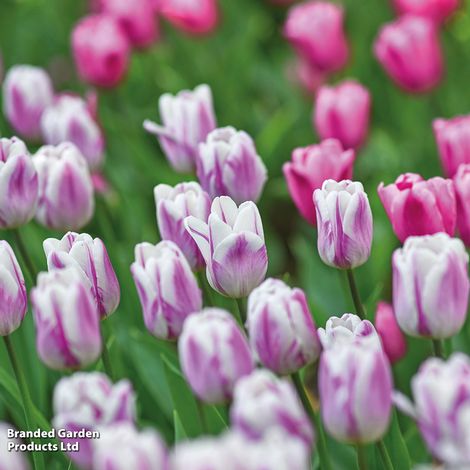 Tulip 'Flaming Flag'