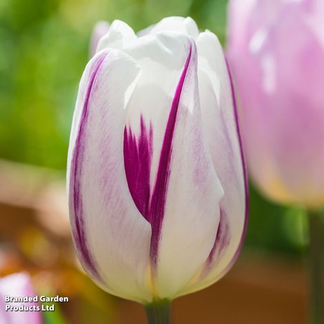 Tulip 'Flaming Flag'