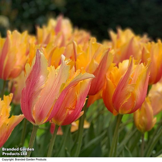 Tulip 'Flaming Memory'