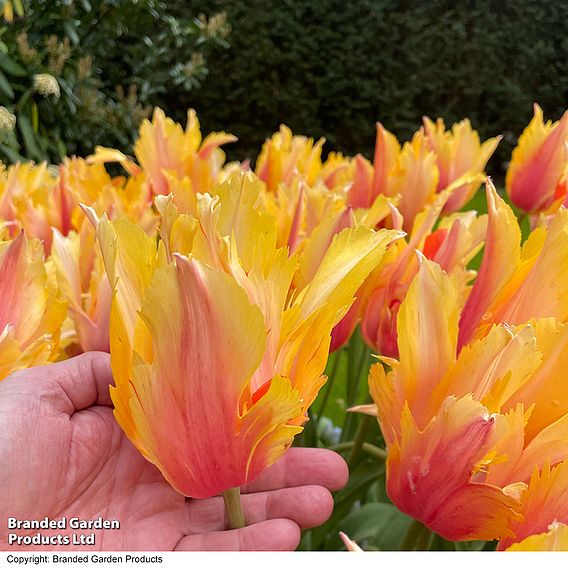 Tulip 'Flaming Memory'