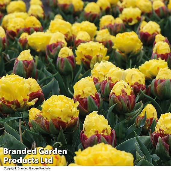 Tulip 'Ice Cream Yellow'