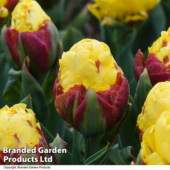 Tulip 'Ice Cream Yellow'