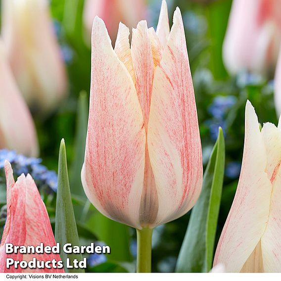 Tulip 'Colour Changing Collection'