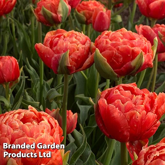 Tulip 'Orange Flavour'