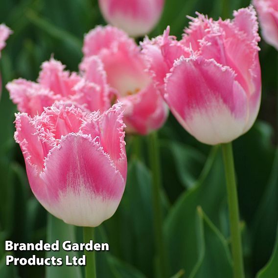 Tulip 'Pretty in Pink Collection'