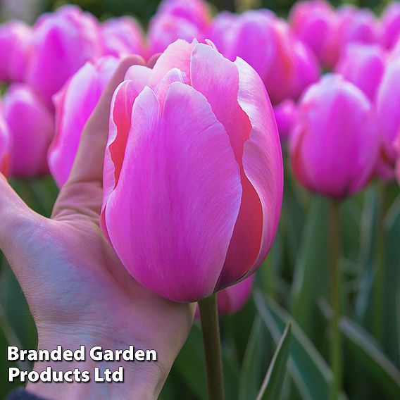 Tulip 'Pretty in Pink Collection'