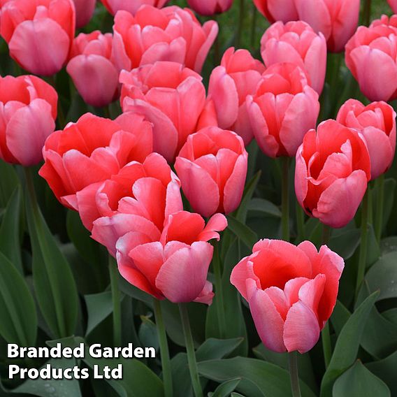 Tulip 'Pink Impression'