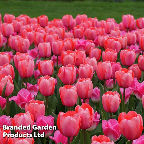 Tulip 'Pink Impression'