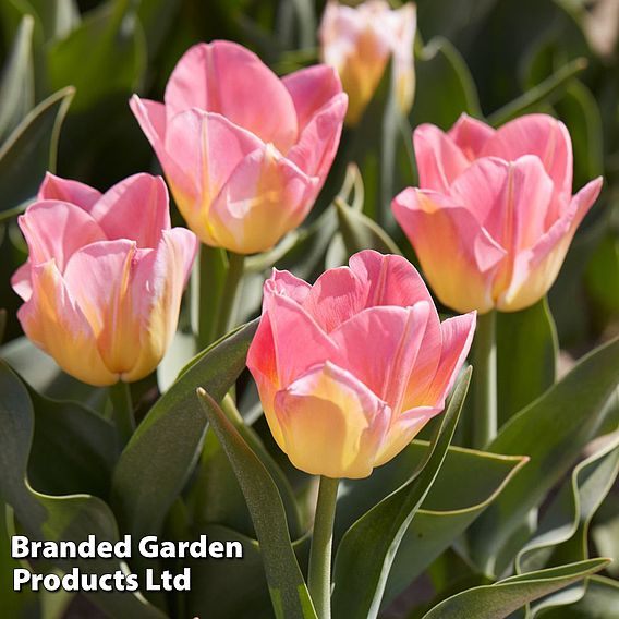 Tulip 'Tom Pouce'