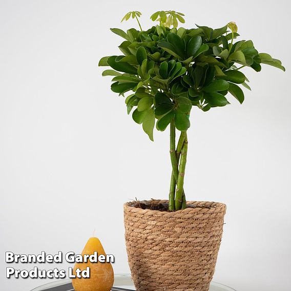 Umbrella Plant with Braided Stem