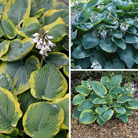 Hosta 'Giant Leaved Mix'