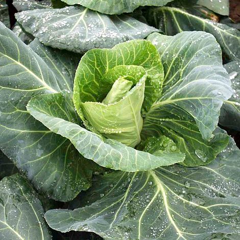 Cabbage (Pointed) Merlin - Seeds