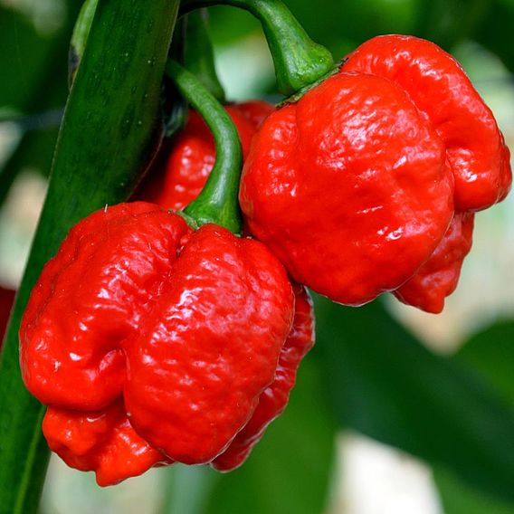 Chilli Pepper Plant - Trinidad Moruga Scorpion | Suttons