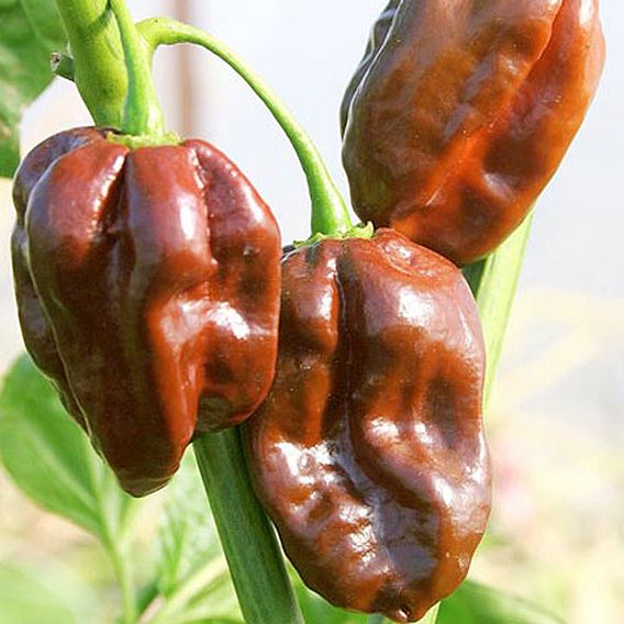 Pepper Chilli 'Chocolate Habanero' - Seeds