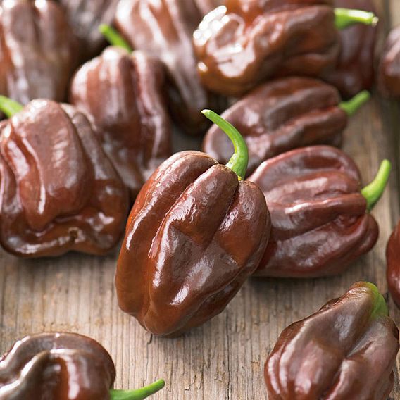 Pepper Chilli 'Chocolate Habanero' - Seeds