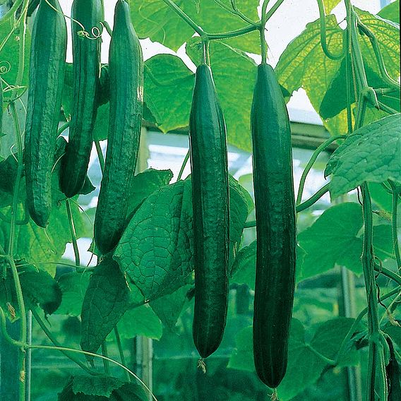 Cucumber F1 'Bella (All Female)' - Seeds