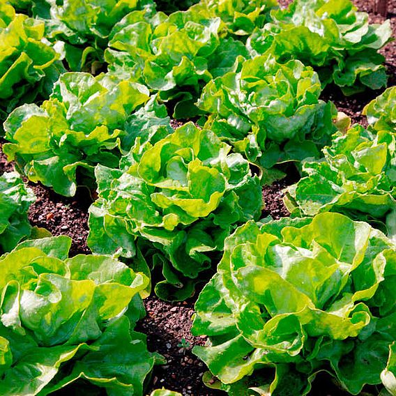 Lettuce Seeds - Unrivalled | Suttons