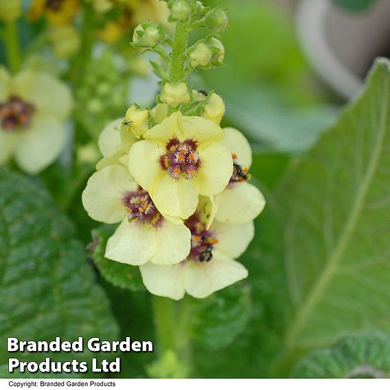 Verbascum 'Dark Eyes'