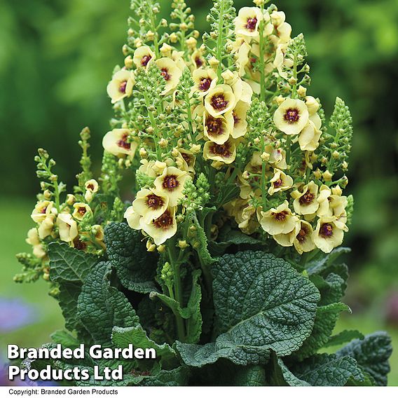 Verbascum 'Dark Eyes'