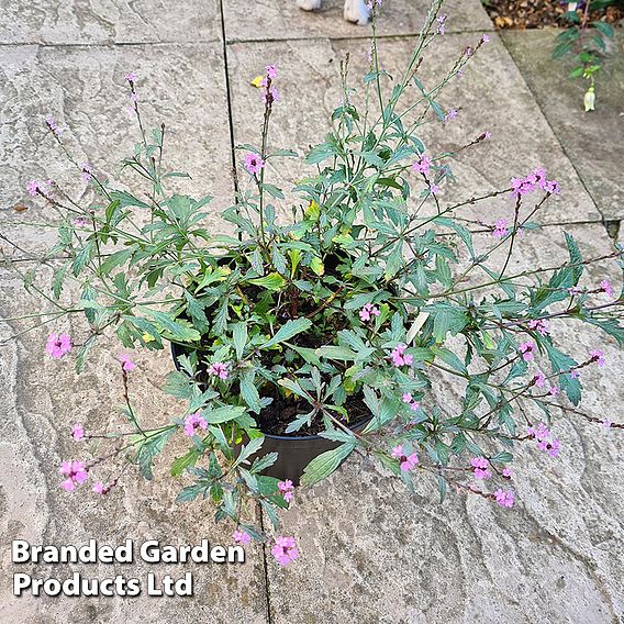 Verbena 'Lavender Lace'