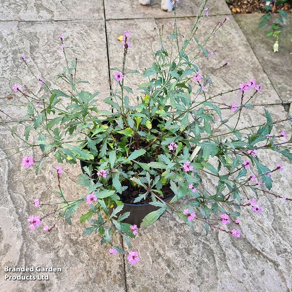 Verbena 'Lavender Lace'