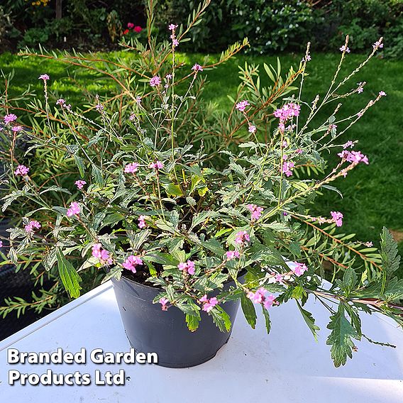 Verbena 'Lavender Lace'