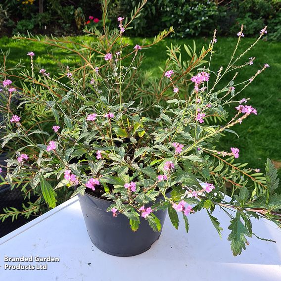 Verbena 'Lavender Lace'