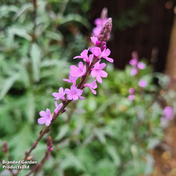 Verbena 'Lavender Lace'