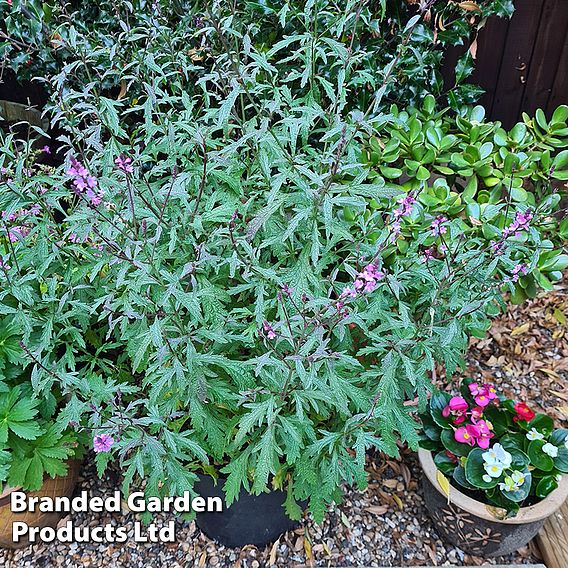 Verbena 'Lavender Lace'