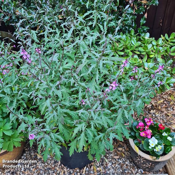 Verbena 'Lavender Lace'