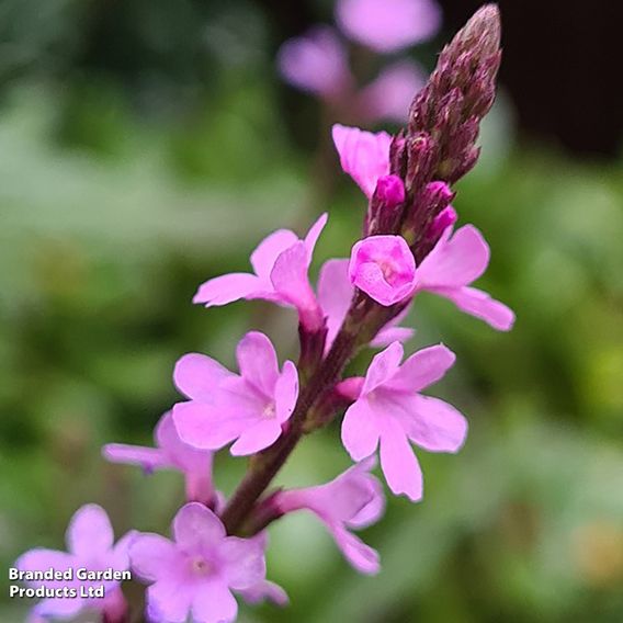 Verbena 'Lavender Lace'