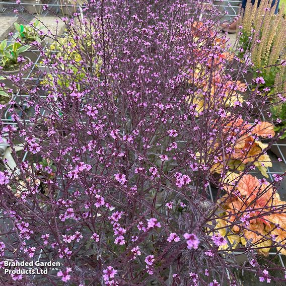 Verbena 'Lavender Lace'