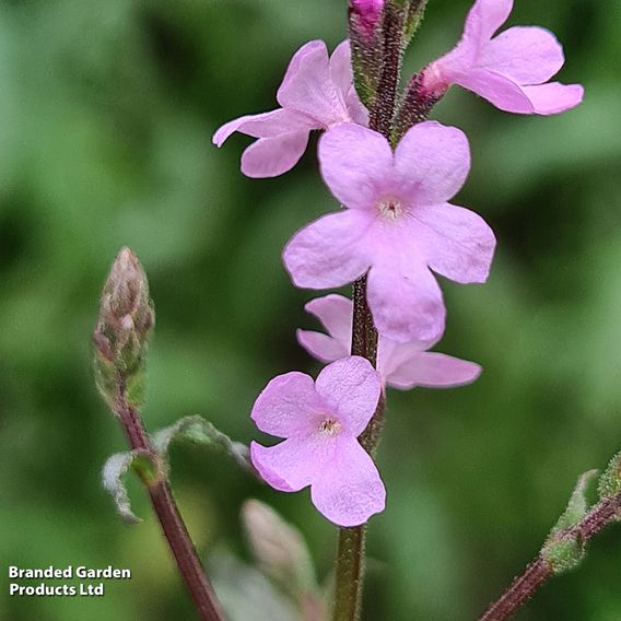 Verbena 'Lavender Lace'