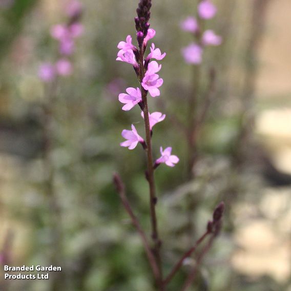 Verbena 'Lavender Lace'