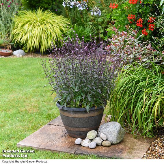 Verbena 'Lavender Lace'