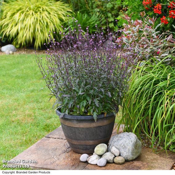 Verbena 'Lavender Lace'