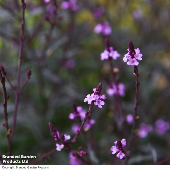 Verbena 'Lavender Lace'