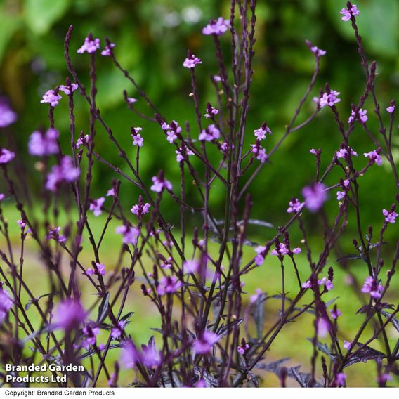 Verbena 'Lavender Lace'