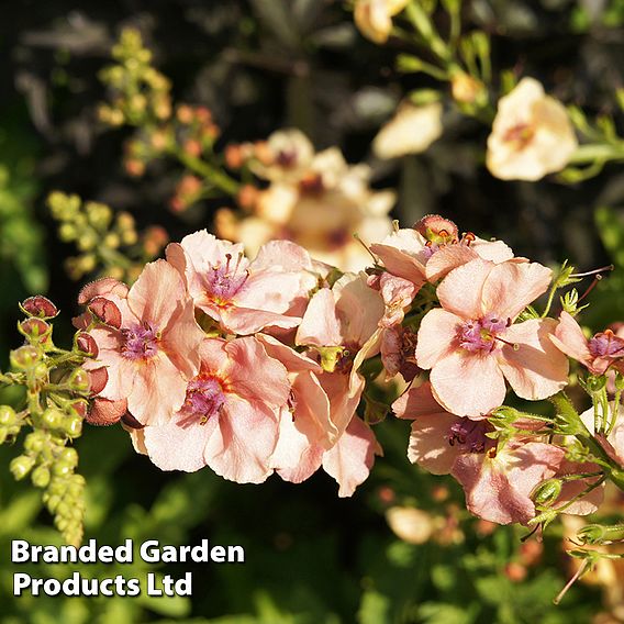 Verbascum x hybrida 'Southern Charm'