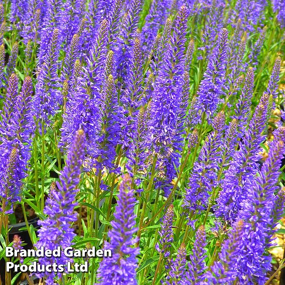 Veronica 'Inspire Blue'