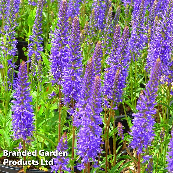 Veronica 'Inspire Blue'